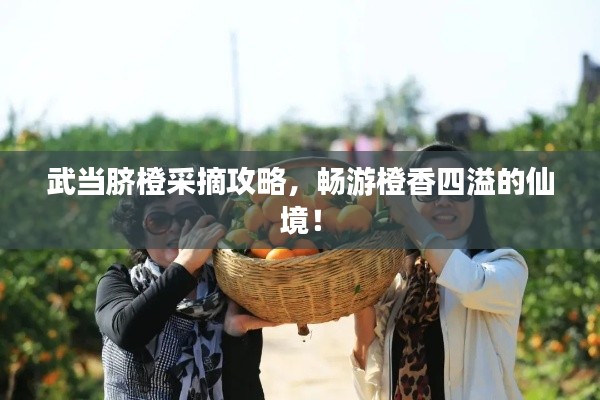 武當臍橙采摘攻略，暢游橙香四溢的仙境！