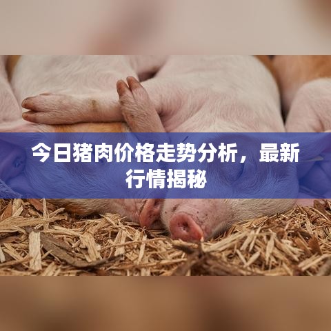 今日豬肉價格走勢分析,最新行情揭秘