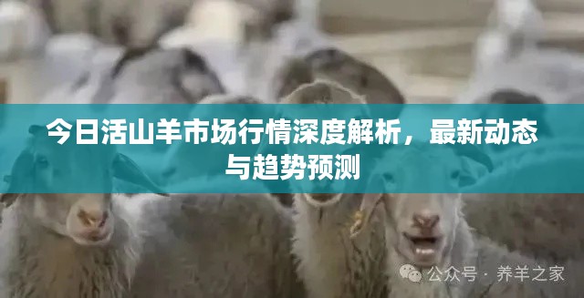 今日活山羊市場行情深度解析，最新動態與趨勢預測