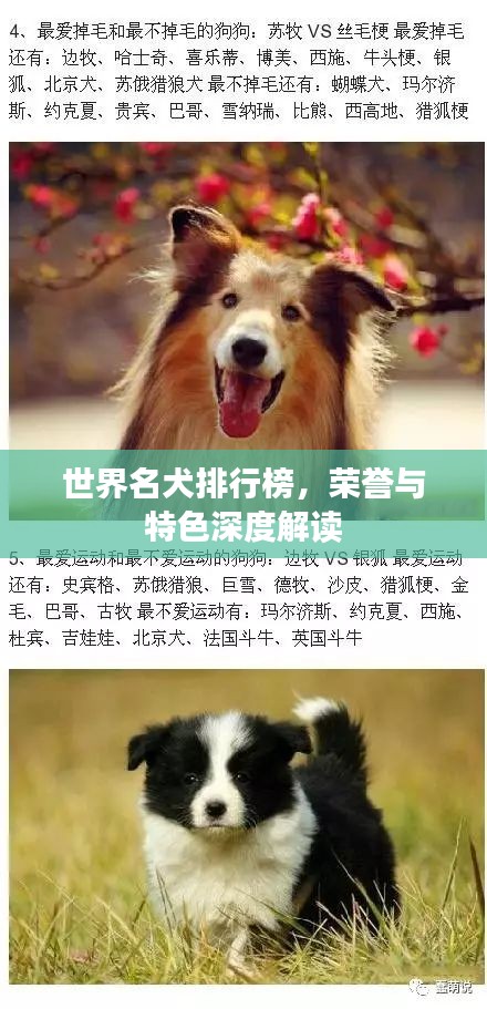 世界名犬排行榜，榮譽與特色深度解讀