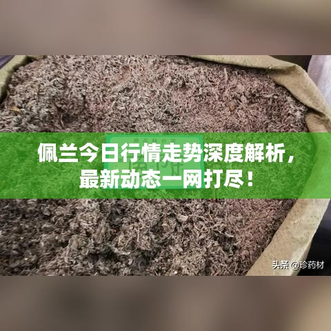佩蘭今日行情走勢深度解析,最新動態(tài)一網(wǎng)打盡!