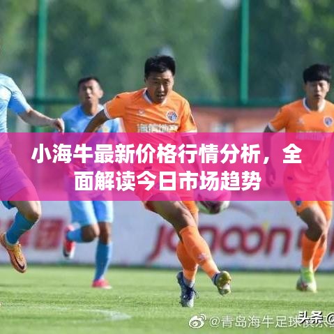 小海牛最新價格行情分析,全面解讀今日市場趨勢