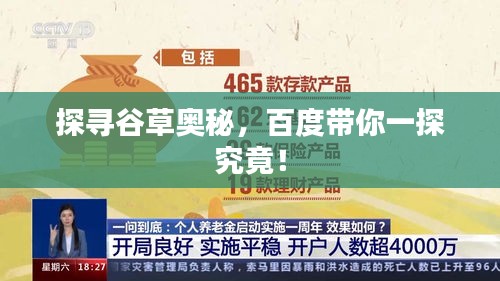 探尋谷草奧秘,百度帶你一探究竟!