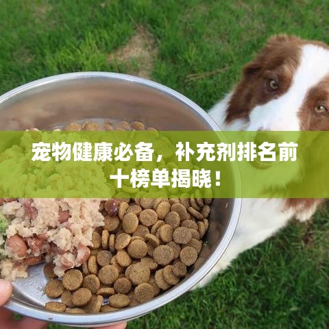 寵物健康必備，補(bǔ)充劑排名前十榜單揭曉！