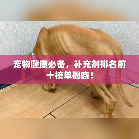 寵物健康必備,補充劑排名前十榜單揭曉!